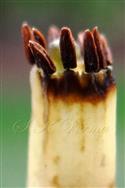  Stamens-Staminal tube and anthers